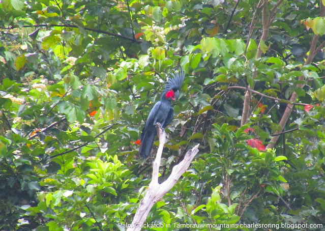 palm cockatoo