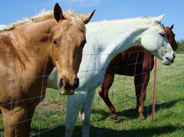 horses 024 copy
