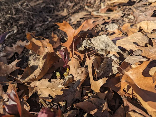 Ivory Prince Hellebores New Growth in Late Winter - Clean-up Leaves