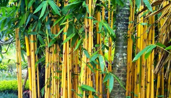 21+ Terpopuler Kegunaan Bambu Kuning