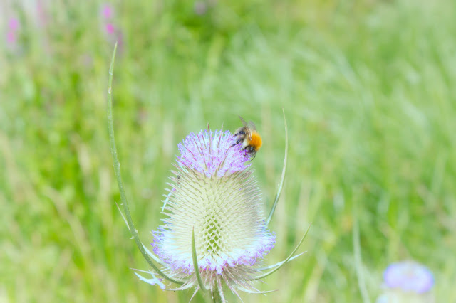 bee flower magic