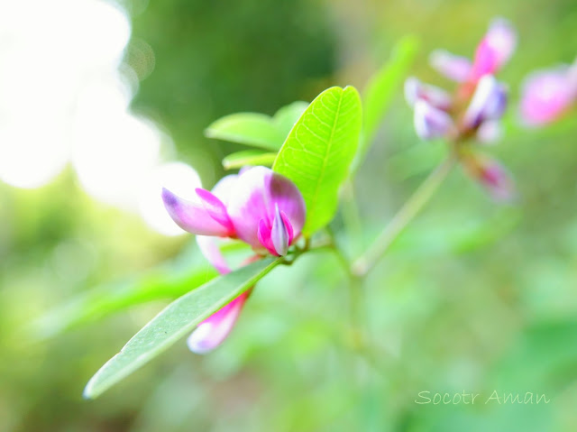 Lespedeza bicolor