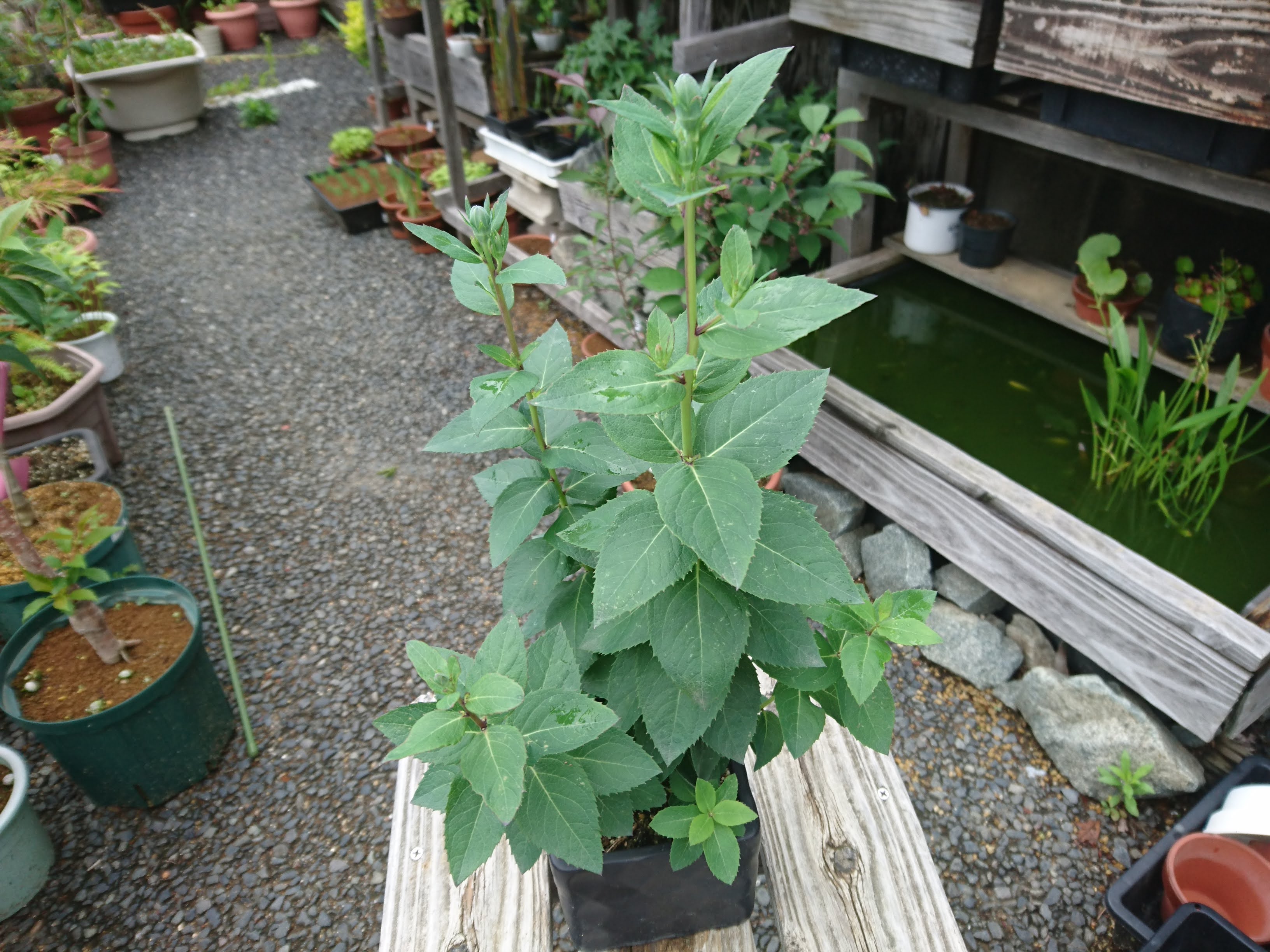 キキョウ 桔梗 の挿し芽 挿し木 を成功させるポイント 摘心や切り戻しの茎 枝 を使って株を増やす方法 メダカの大工