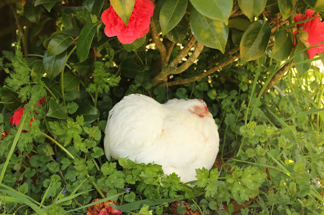 organic gardening using chickens for pest control