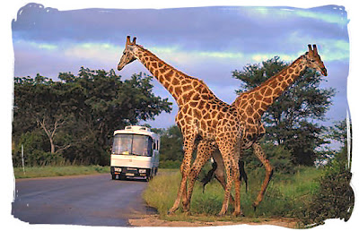 kruger national park south africa