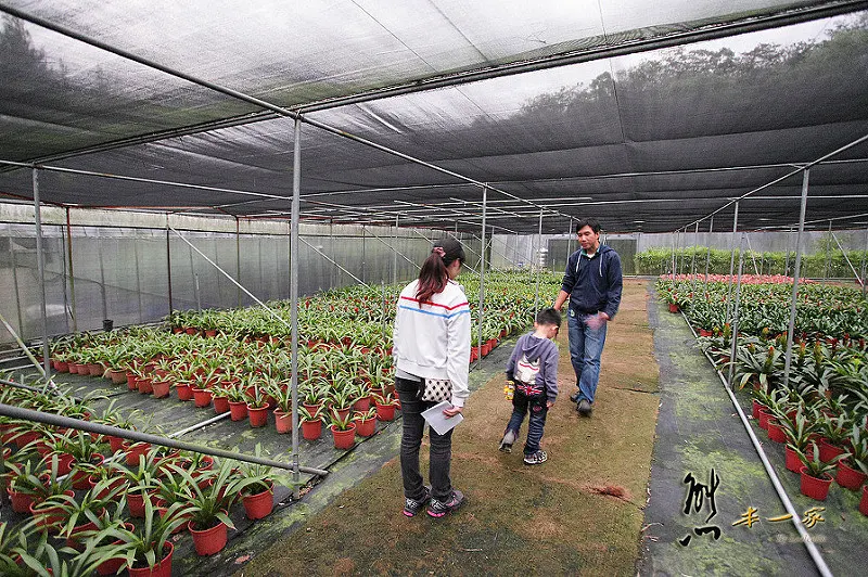 三峽私房景點櫻花林 樹木銀行｜三峽碳中和樂園