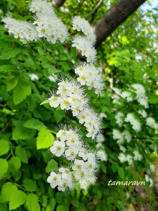 Спирея уссурийская / Таволга уссурийская (Spiraea ussuriensis)