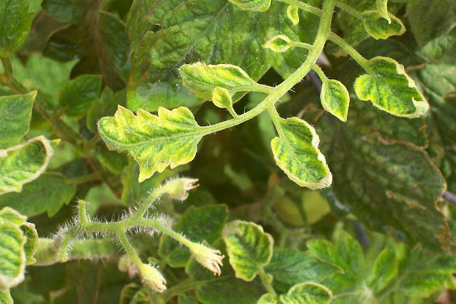 Leaf Curl Virus Tomato