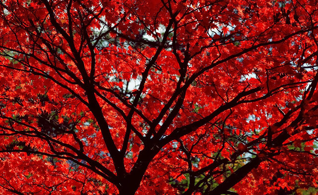 Herfst achtergrond met boom met rode bladeren