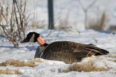 Nature on the Edge of New York City: Who Put the Neck Collar on the Goose?