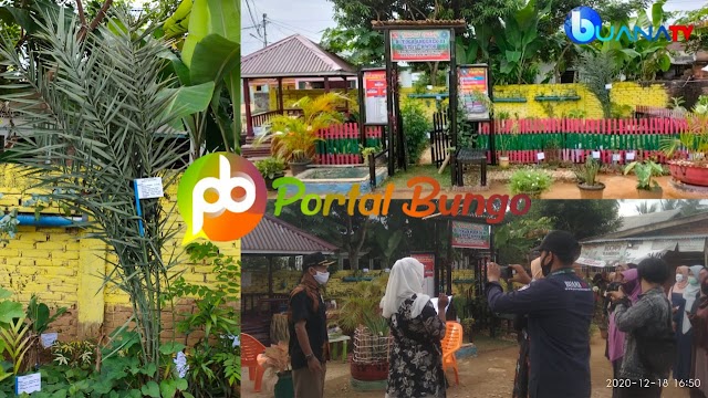 WOW...!!! Ada Pohon Kurma di Kelompok Anggrek 3 RT 17 RW 06 Sungai Pinang