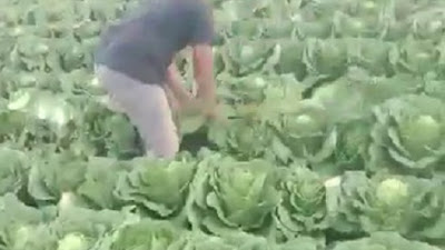 Viral, Petani Pemalang Ngamuk Babati Tanaman Kobis dan Sledri Karena Harga Turun Drastis