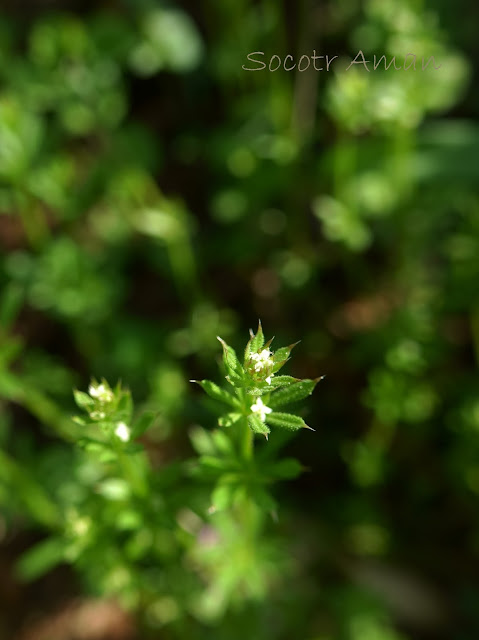 Galium spurium