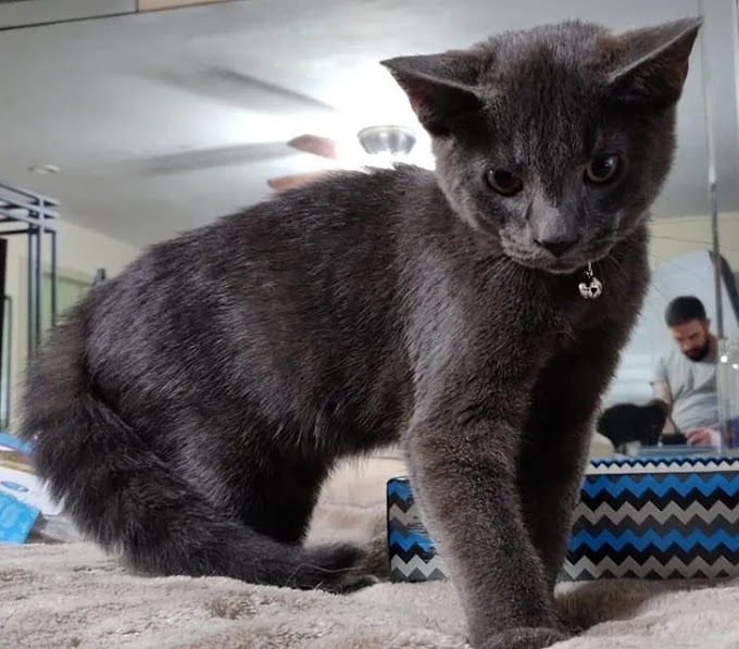 Stray Kitten Follows Man in Parking Lot and Won't Let Him Go Without Taking Him Along