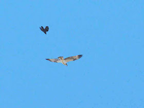 Crow chasing Osprey