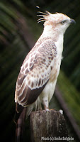 Crested Hawk Eagle