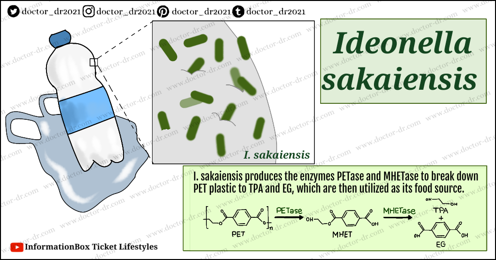 Ideonella sakaiensis (plastic-eating bacteria)