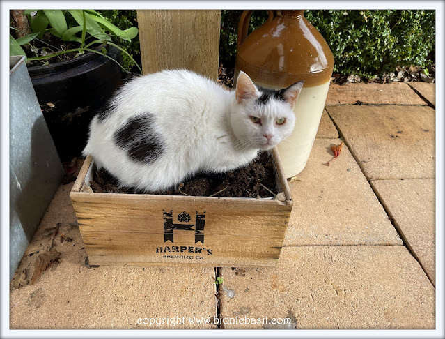 The BBHQ Midweek News Round-Up ©BionicBasil® How To Grow Carnivorous Catticus Smooch's