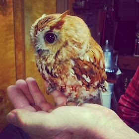 Funny animals of the week - 28 February 2014 (40 pics), cute tiny owl not bigger than human hand
