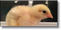 Picture of baby chick