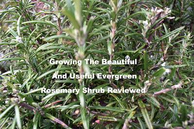 Evergreen Rosemary Shrub