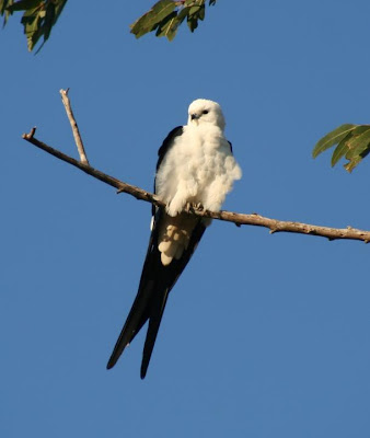 Gavilán tijereta Elanoides forficatus