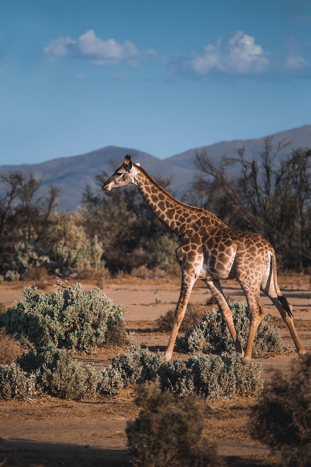 Giraffe Conservation Program