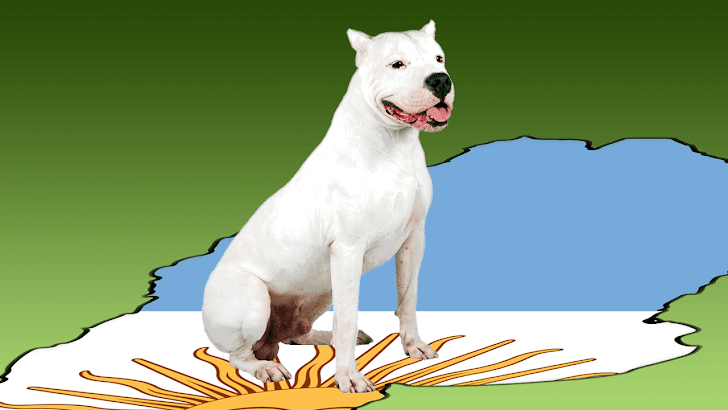 dogo argentino