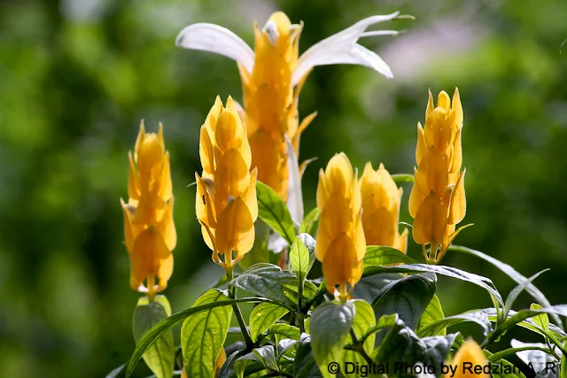 Lollipop Plant - Candle Plant