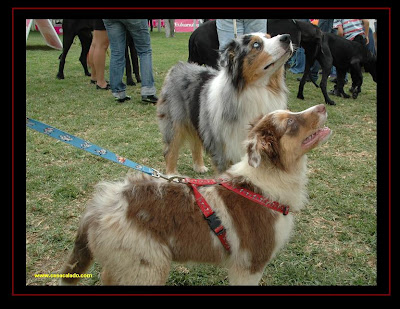 pastor australiano na exposição canina de Lisboa