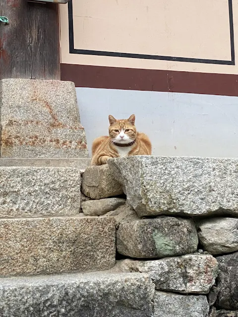 선암사의-마스코트-치즈-고양이