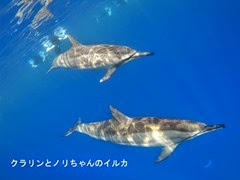 クラリンとノリちゃんのハワイ島のイルカ