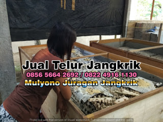 Harga Jual Telur Jangkrik Super Tujuan Gresik Jawa Timur 085656642692