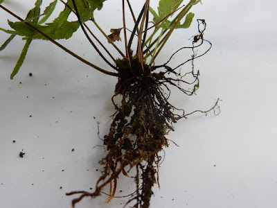 鳳尾蕨的根莖