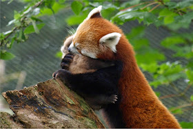 40 Adorable red panda pictures (40 pics), momma red panda hugging her baby