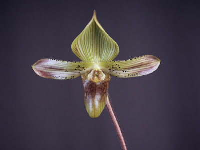 Paphiopedilum sugiyamanum orchid plant care and culture