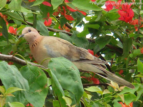 Laughing Dove