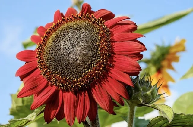 Girasol rojo