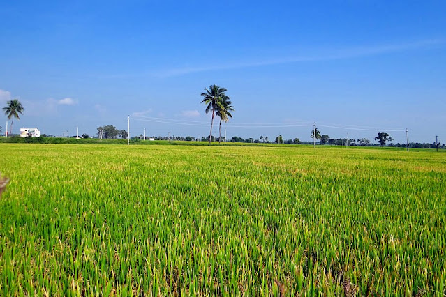 Cover Image Attribute:  Rice Fields, Gangavati, Karnataka, India