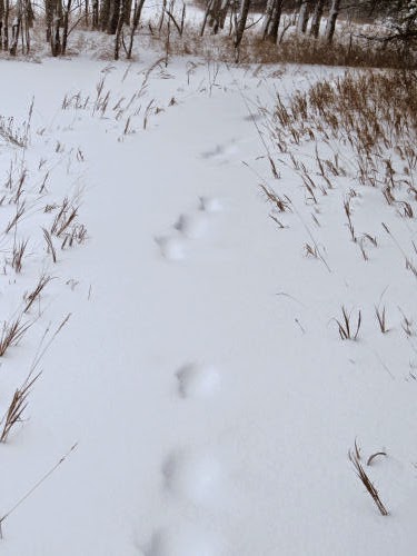 fox tracks