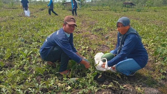 Tersedia Semangka Non Biji Dan Inul Agrowisata Pampang Sudah Buka