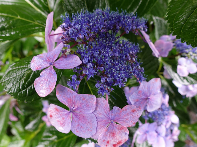 鳥取県西伯郡南部町池野　アジサイロード　アジサイ（紫陽花）