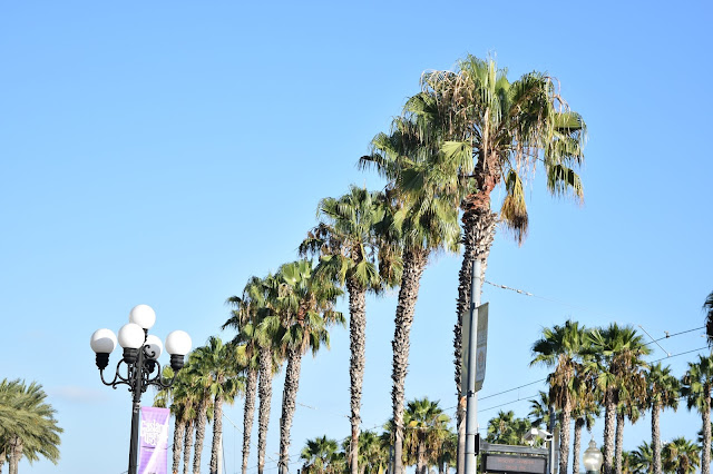 San Diego palm trees