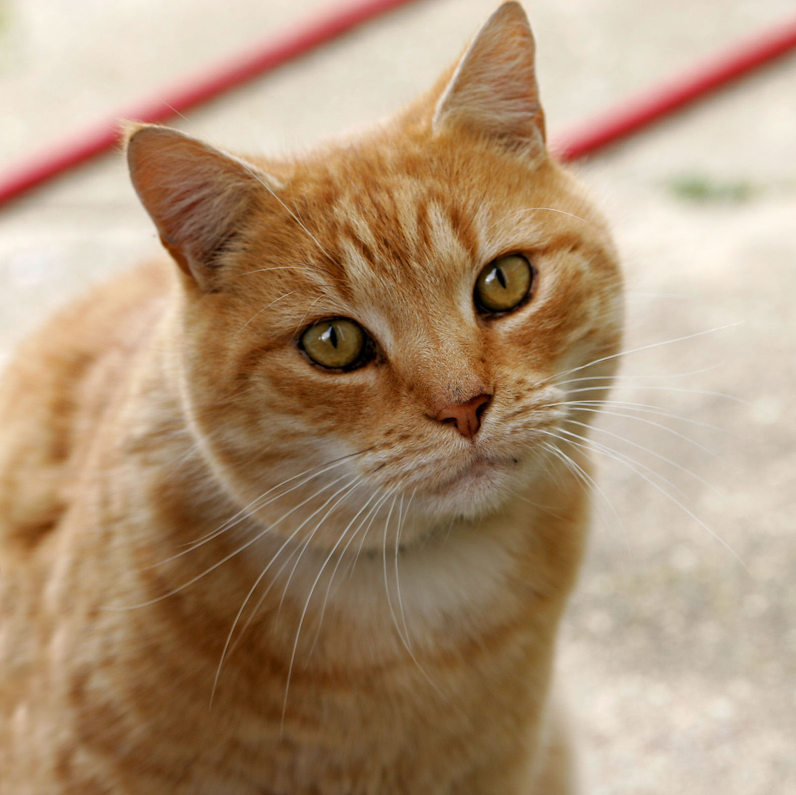 ASRI DEVI: Kucing is Meong