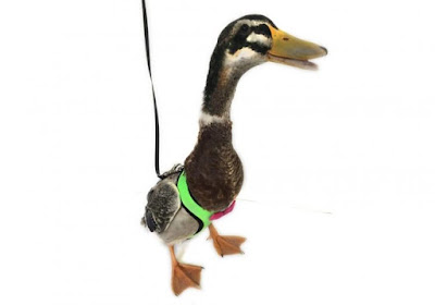 Now, You Can Take Your Bird That Can't Fly For A Walk By Using This Chicken Harness By Yesito