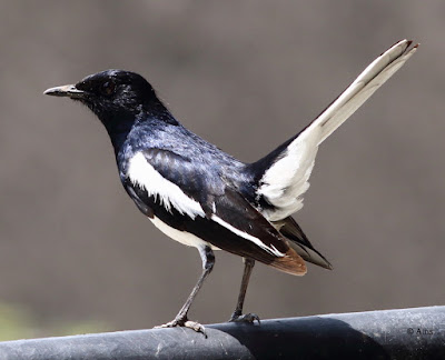 Oriental Magpie-Robin