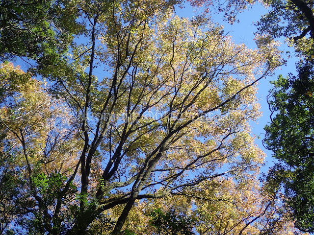 Taiwan Aowanda (奧萬大) maple season - Formosan sweet gum