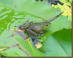 frog