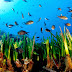 Key Ocean Specie Seagrass Mediterranean Retreated 50% 