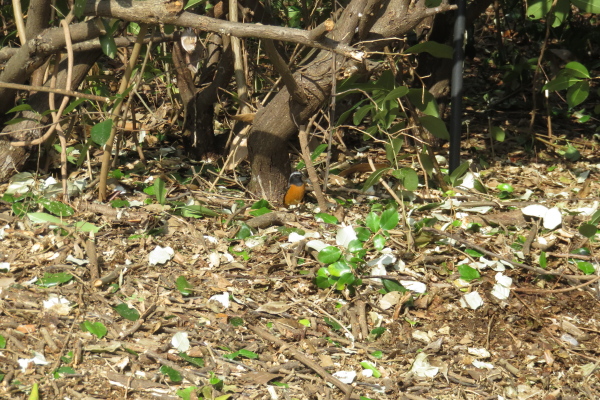 米子水鳥公園 グミの枝を剪定したら